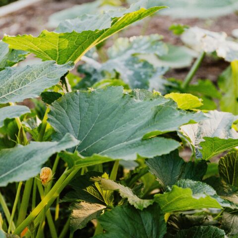 Καλλιέργεια Λαχανικών – Μάθετε πώς να καλλιεργείτε λαχανικά στη φάρμα σας