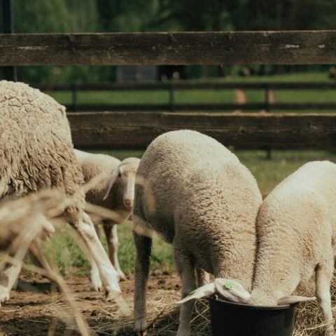 Φροντίδα Ζώων – Συμβουλές για τη φροντίδα των ζώων στη φάρμα