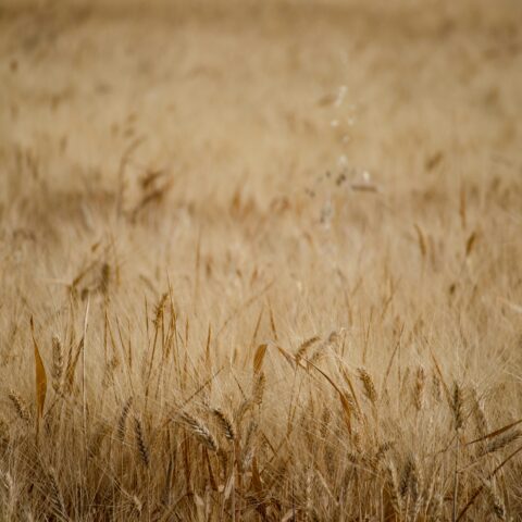 Συγκομιδή Σιτηρών – Πληροφορίες για τη συγκομιδή σιτηρών